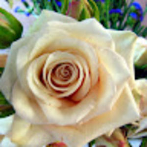 Meet your Posher, Mary